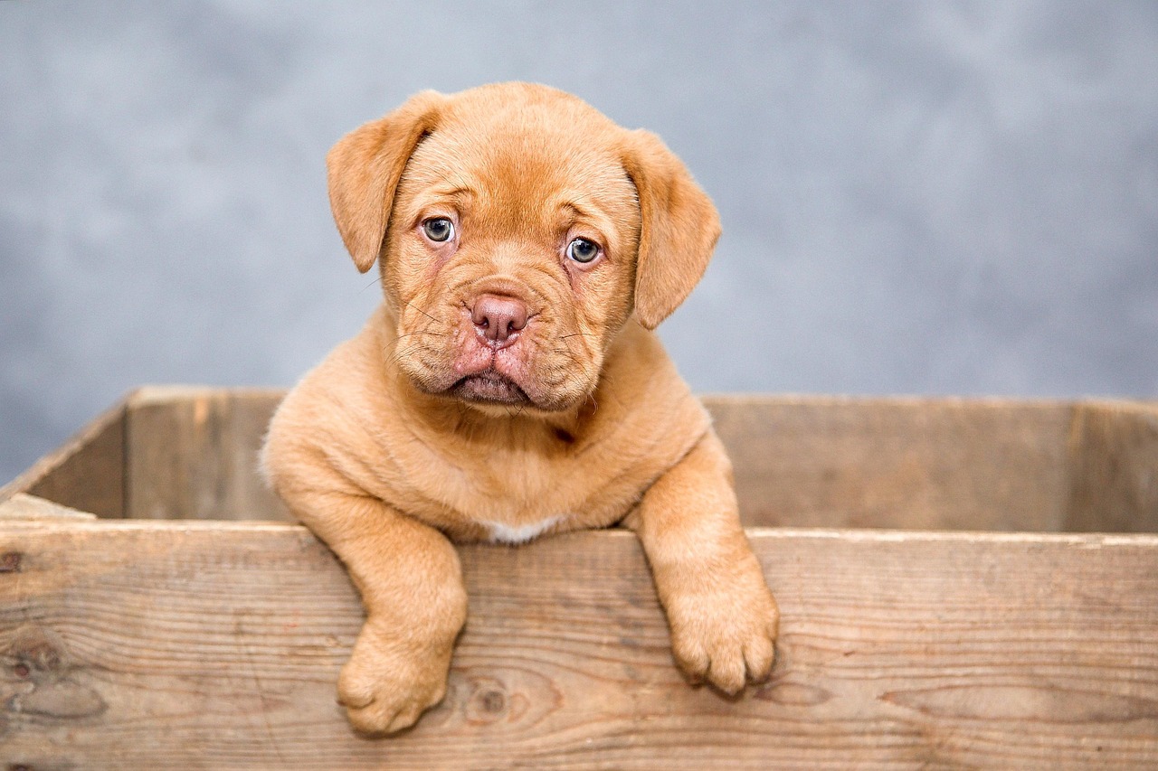 Puppy